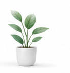 Decorative wellness plant